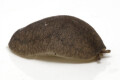 Laevicaulis alte Malaysia juvenil 2cm